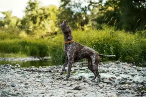 Jak zmienia się dieta psa seniora? Rola suchej karmy w wspieraniu zdrowia